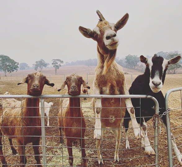 Australian Bushfires How to donate to wildlife in need w/ Let's Go Vegan