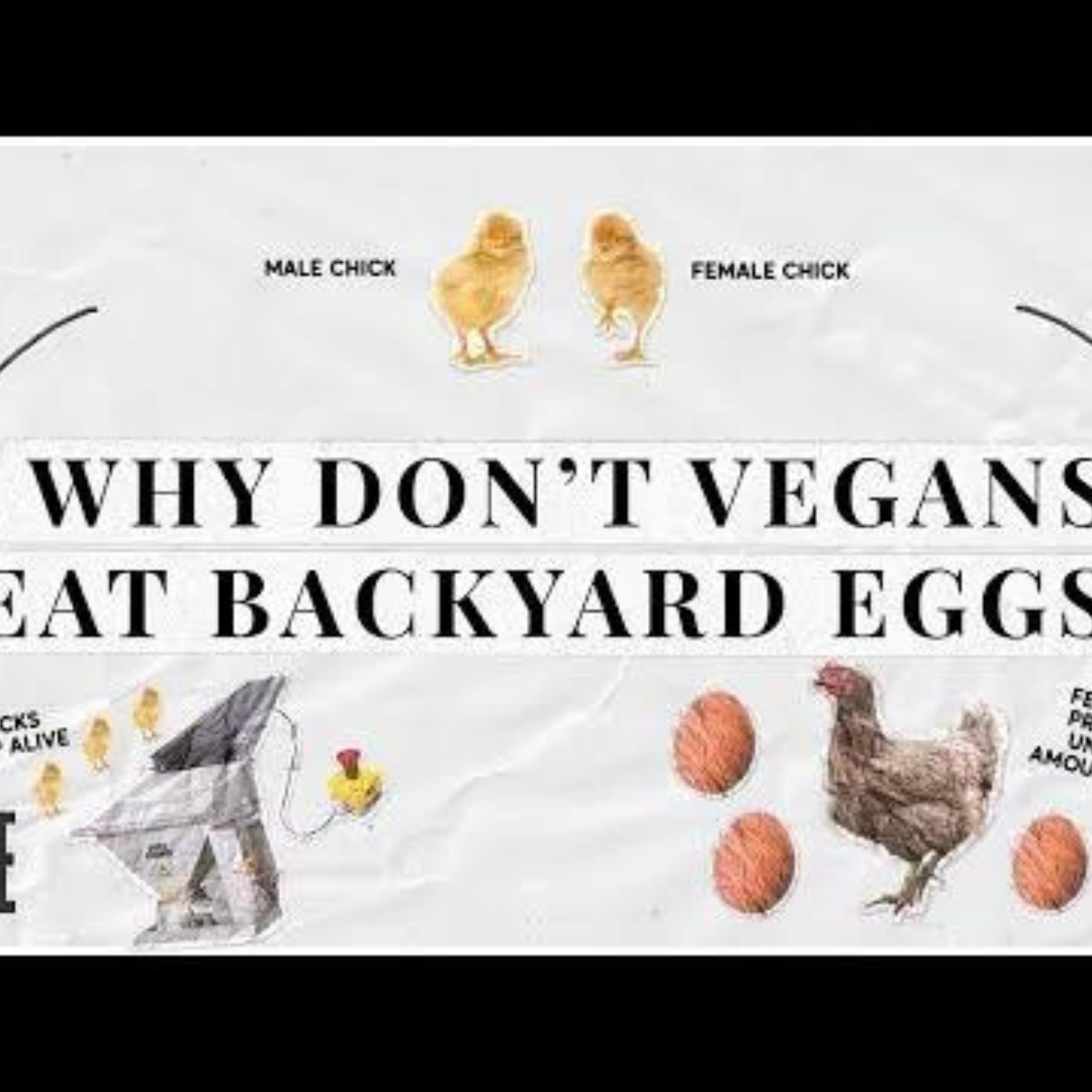 Can vegans eat eggs from backyard chickens? Let's Go Vegan Australia